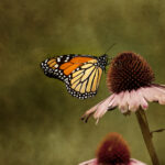 2011111期双色球开奖号码结果查询 q46ye0v8t0